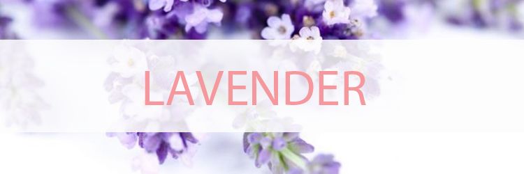 lavender-3734dc660fefee97d543747f00bbde34.jpg