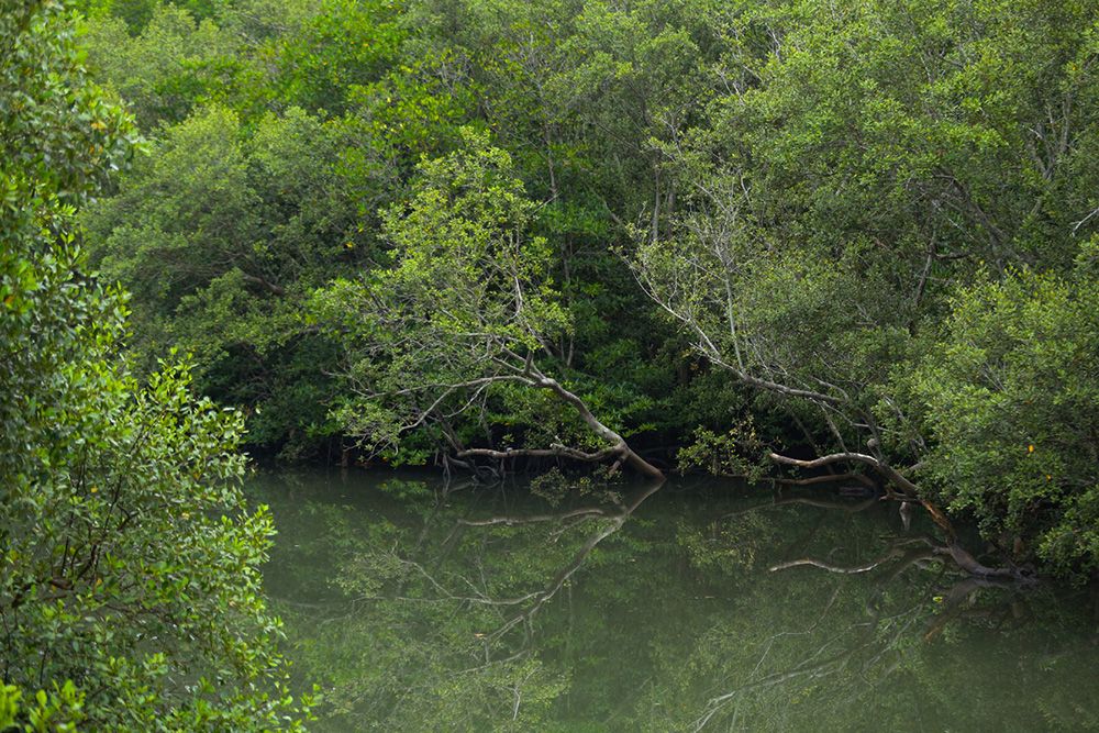 hutan-mangrove-ca5243f24328d74c3b72e8a41a1678bf.jpg