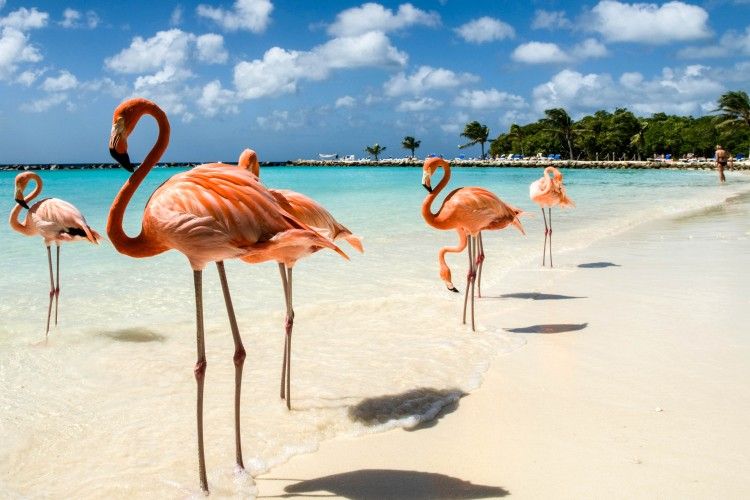 Asyiknya Bermain Bersama Flamingo di Pantai Pribadi Ini
