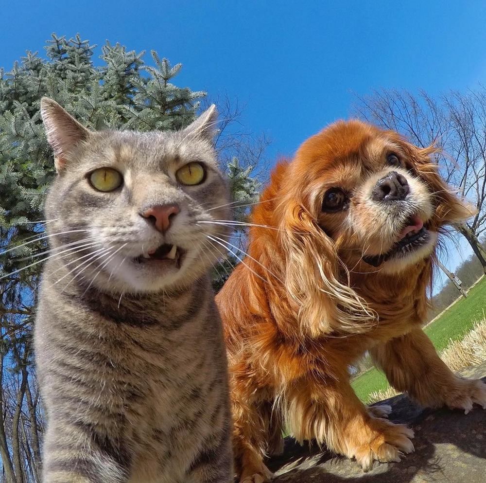 75 Koleksi Gambar Hewan Selfie Lucu Terbaik