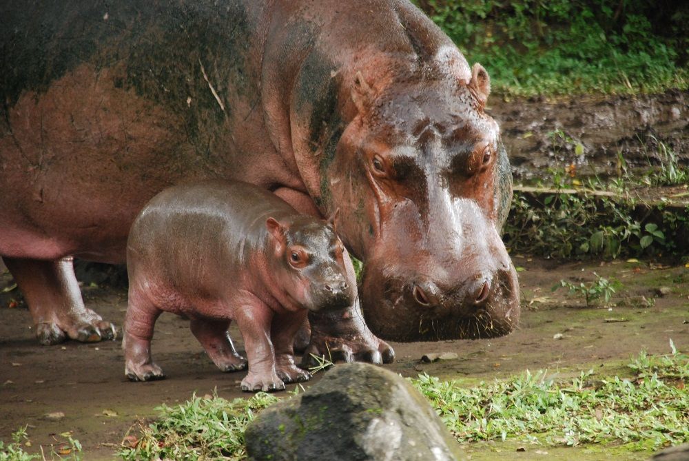 baby-hippo-35aa07f58fcbd504f168f88198145226.JPG