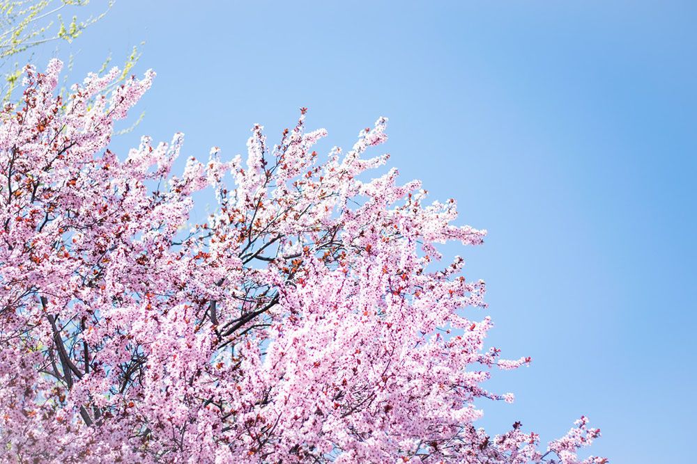 Sakura atau Hazakura Ini Lho 6 Fakta Unik Dibalik Bunga  
