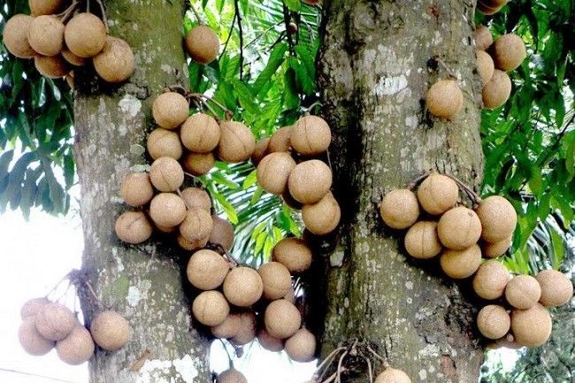 Bulat Dan Keras Inilah Fakta Tentang Buah Kawis