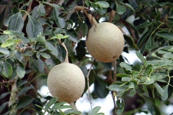 Bulat dan Keras, Inilah Fakta tentang Buah Kawis