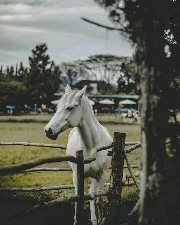 Tempat Wisata di Lembang Bandung 