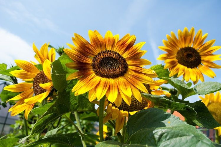 5 Arti Dan Filosofi Bunga Matahari Yang Indah