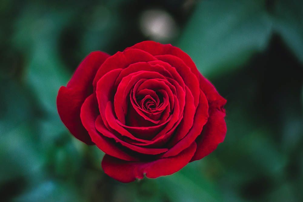 7 Arti Bunga Mawar Berdasarkan Warnanya