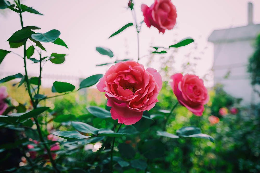 7 Arti Bunga Mawar Berdasarkan Warnanya