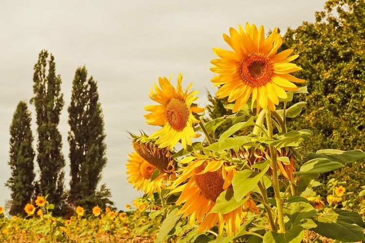 5 Arti Dan Filosofi Bunga Matahari Yang Indah