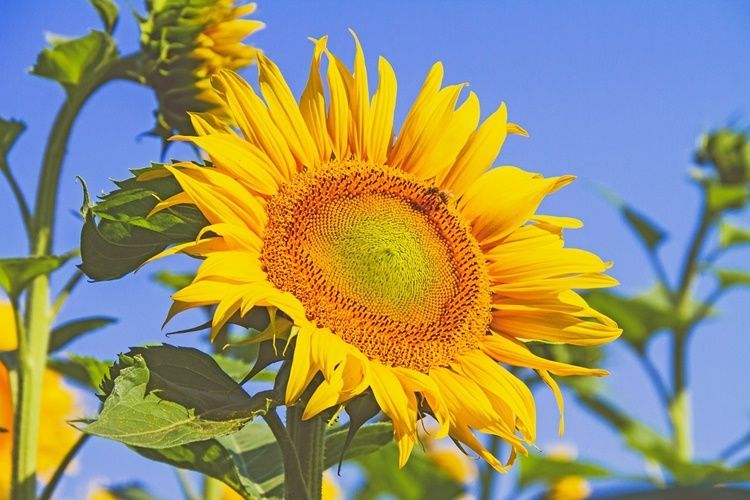 Koleksi Kata Kata Indah Tentang Bunga Matahari Cikimm com