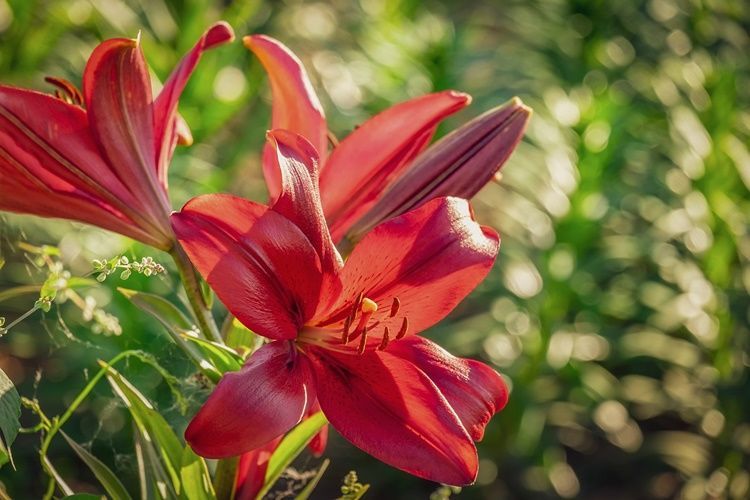  Arti Bunga Lily  Berdasarkan Warnanya Yang Indah