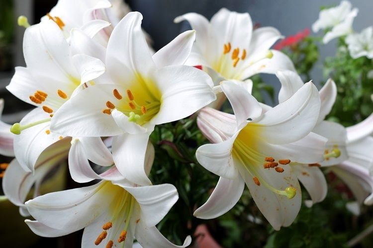 Arti bunga lily putih