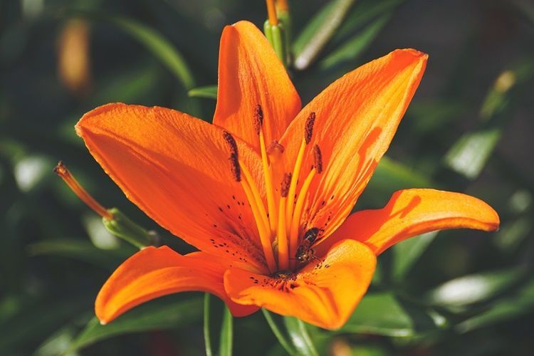 Arti Bunga Lily Berdasarkan Warnanya Yang Indah