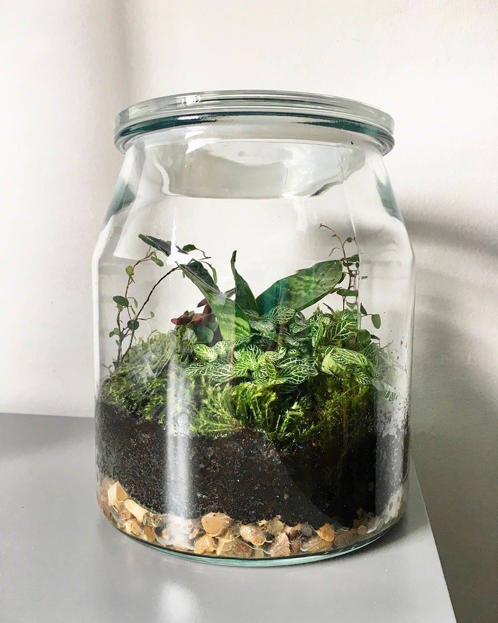 11 Desain  Terrarium yang Memperindah Rumahmu