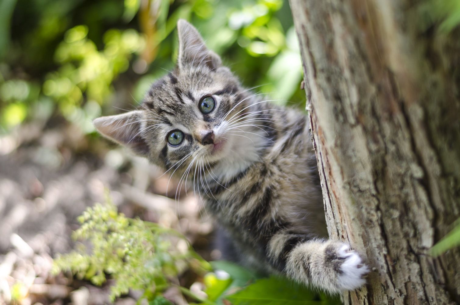 Bikin Sedih, Ini 7 Alasan Bangkai Kucing Jarang Ditemukan