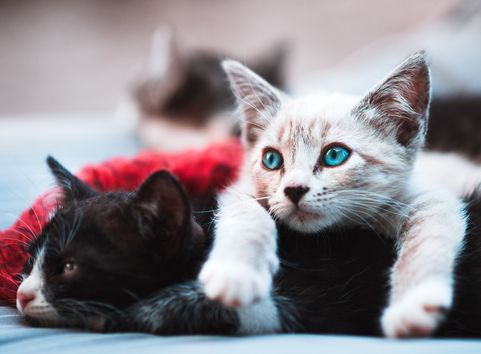 Bikin Sedih, Ini 7 Alasan Bangkai Kucing Jarang Ditemukan