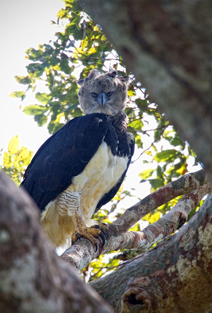 7 Fakta Elang  Harpy Burung Terbesar  di  Dunia  yang Langka