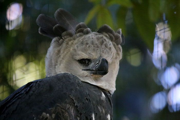 7 Fakta Elang Harpy, Burung Terbesar di Dunia yang Langka