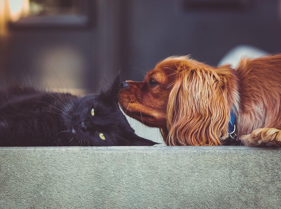 10 Arti Bermimpi Kucing yang Perlu Kamu Ketahui