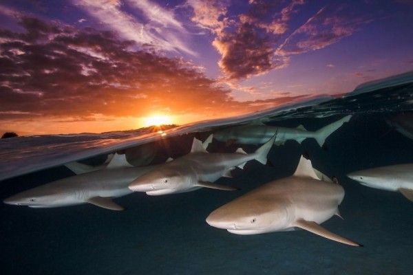 10 Foto Dalam Air yang Memukau, Bikin Merinding Lihatnya