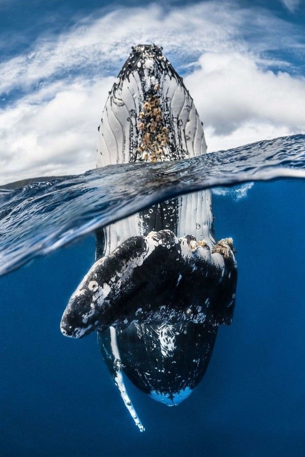 10 Foto Dalam Air yang Memukau, Bikin Merinding Lihatnya