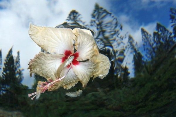 10 Foto Dalam Air yang Memukau, Bikin Merinding Lihatnya