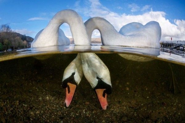 10 Foto Dalam Air yang Memukau, Bikin Merinding Lihatnya