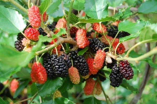 Tersesat di Hutan? 10 Tumbuhan Ini Bisa Dimakan untuk Bertahan Hidup