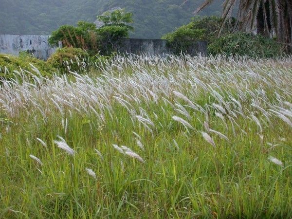 Tersesat di Hutan? 10 Tumbuhan Ini Bisa Dimakan untuk Bertahan Hidup