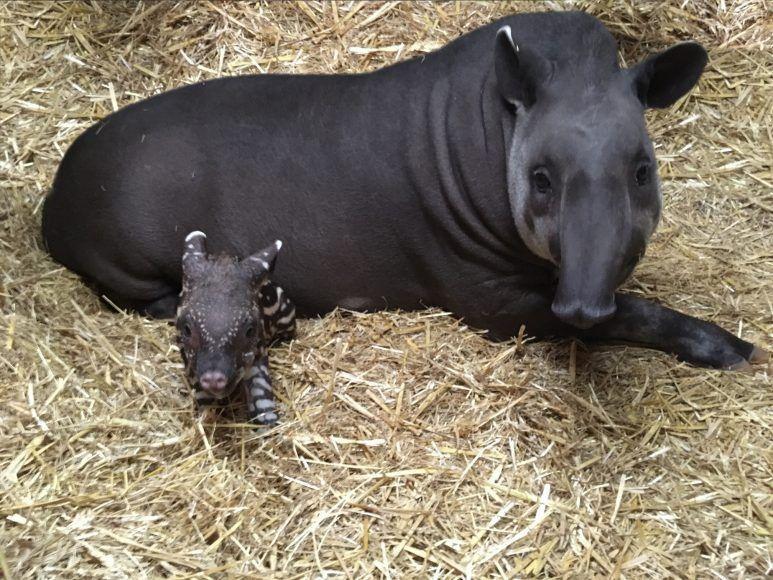 11 Fakta Unik Tapir Pernahkah Kamu Melihat Hewan Ini Secara Langsung
