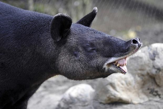 11 Fakta Unik Tapir  Pernahkah Kamu Melihat Hewan  Ini 