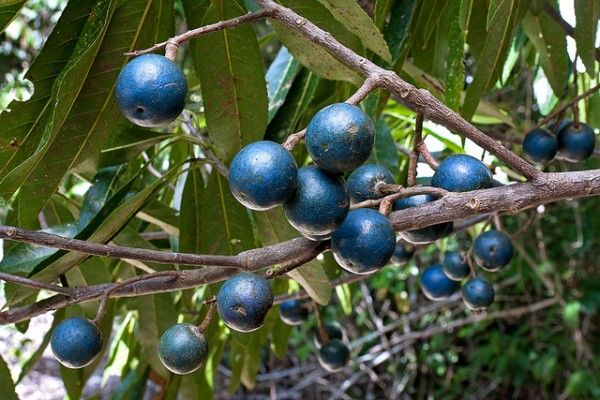 Ini Lho 5 Buah Berwarna Biru yang Langka, Bagaimana ya Rasanya?