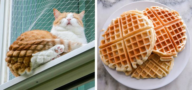 Menggemaskan! Inilah Potret Kucing yang Mirip dengan Makanan