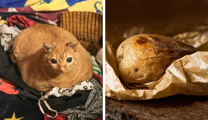 Menggemaskan! Inilah Potret Kucing yang Mirip dengan Makanan