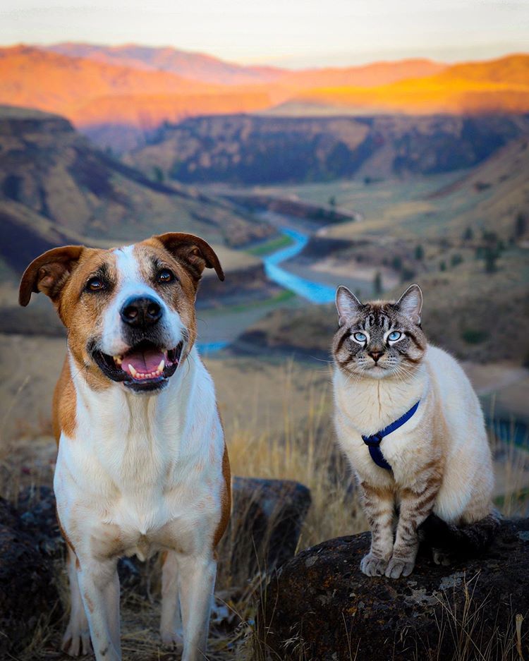 Potret Kucing dan Anjing yang Selalu Traveling Bersama