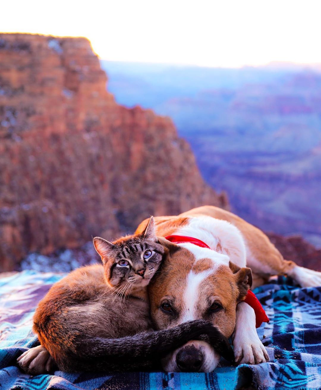Potret Kucing dan Anjing yang Selalu Traveling Bersama