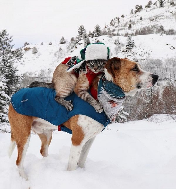 Potret Kucing dan Anjing yang Selalu Traveling Bersama