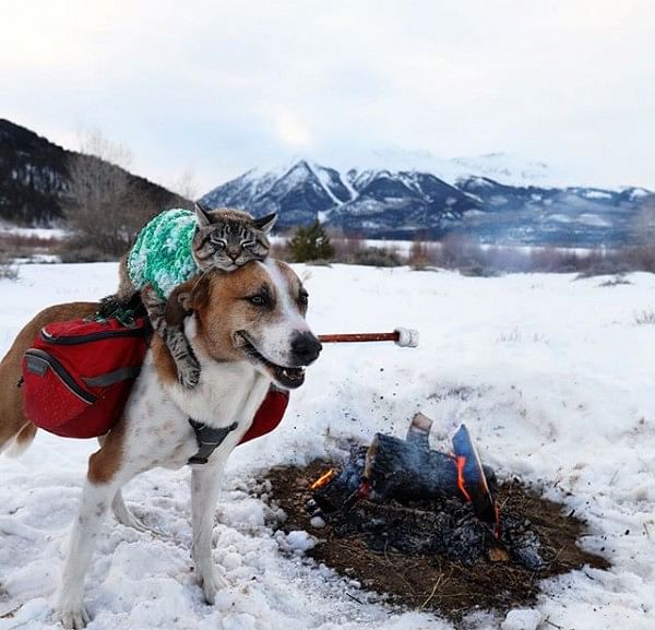 Potret Kucing dan Anjing yang Selalu Traveling Bersama