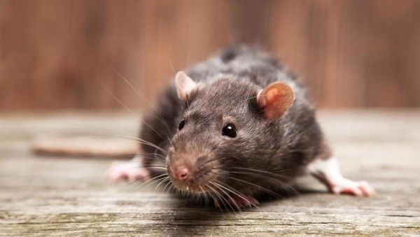 Telan 1 Korban Jiwa, Ini 8 Fakta Mengejutkan Virus Baru, Hantavirus