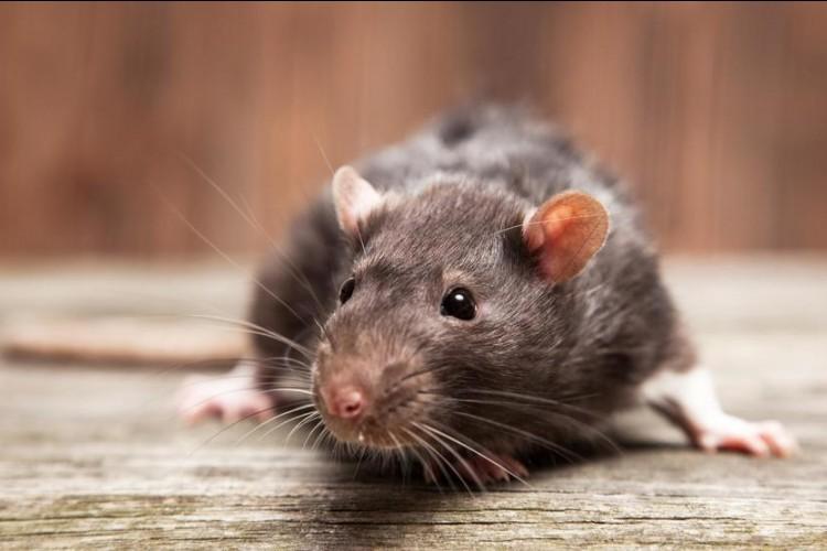 Telan 1 Korban Jiwa, Ini 8 Fakta Mengejutkan Virus Baru, Hantavirus