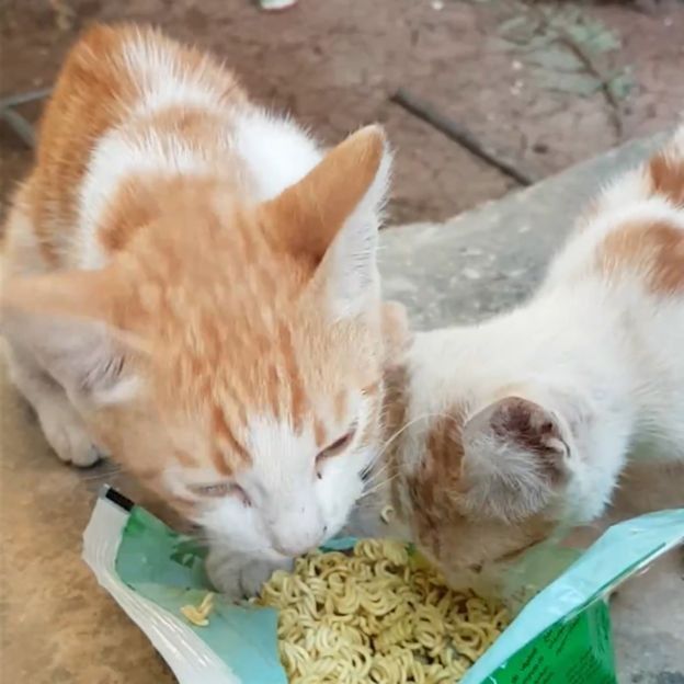 1 Rumah Punya 15, di Kota Ini Lebih Banyak Kucing Dibanding Manusianya