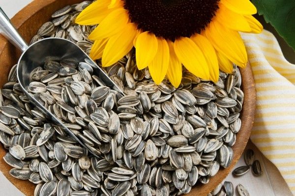 Sehat dan Lezat! 7 Makanan Ini Kaya Akan Vitamin E