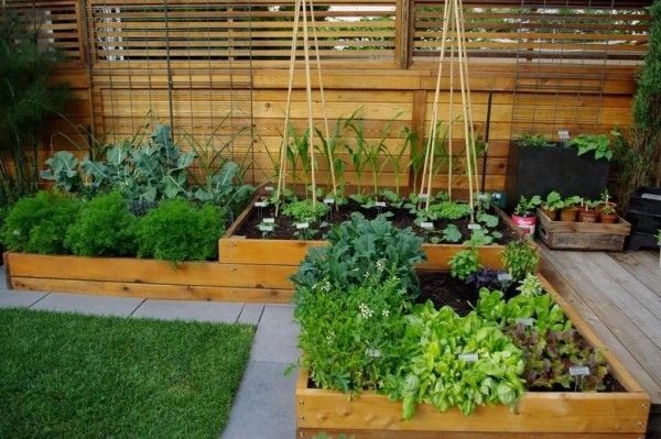 Ingin Berkebun Sayur di Rumah? Ini 8 Inspirasinya