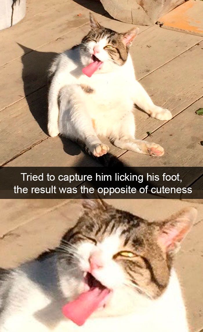 Gemas Ini 12 Snapchat Lucu Saat Kucing Bertingkah