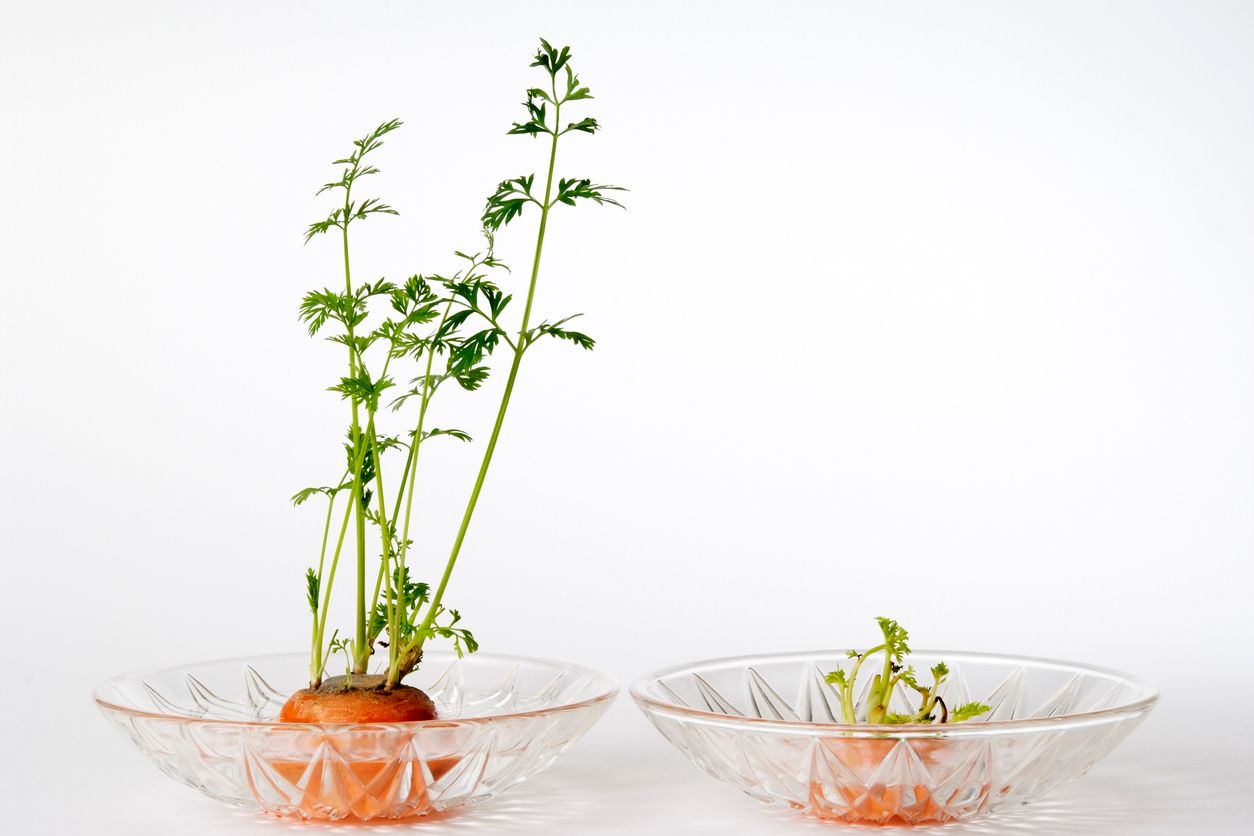 Belajar Berkebun Yuk! Sisa 8 Sayuran Ini Bisa Ditanam Lagi