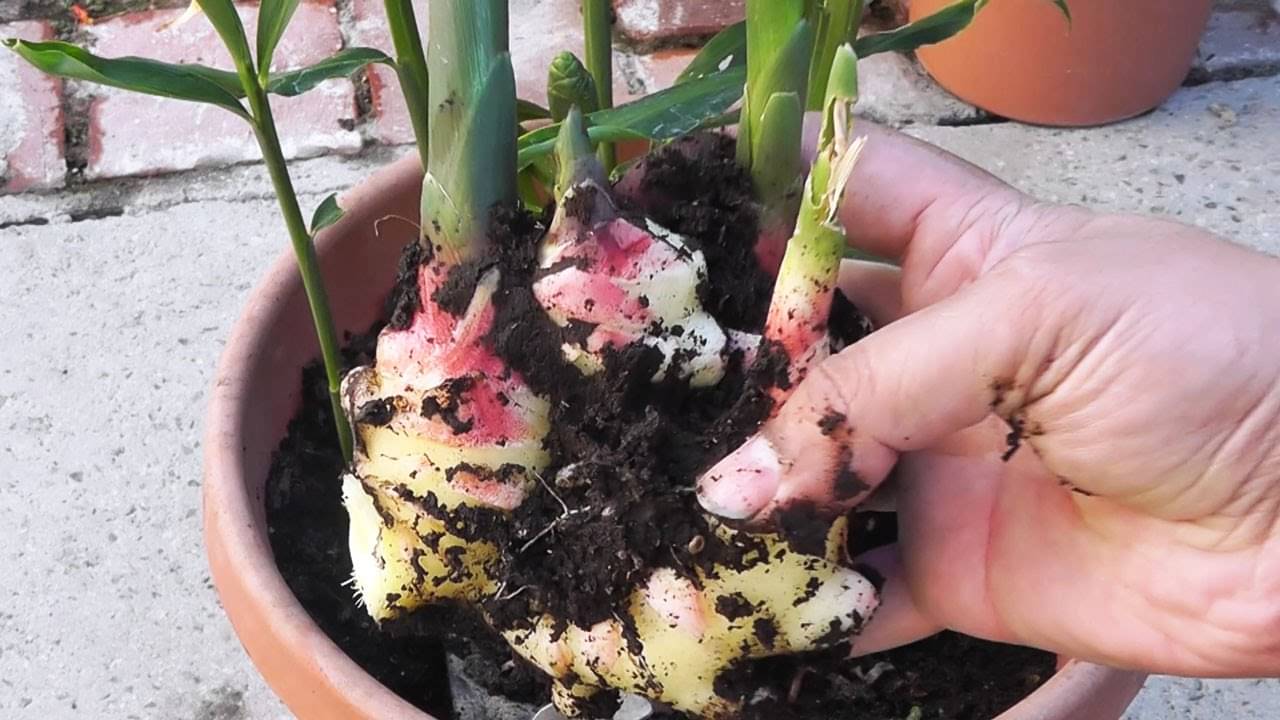 Belajar Berkebun Yuk! Sisa 8 Sayuran Ini Bisa Ditanam Lagi