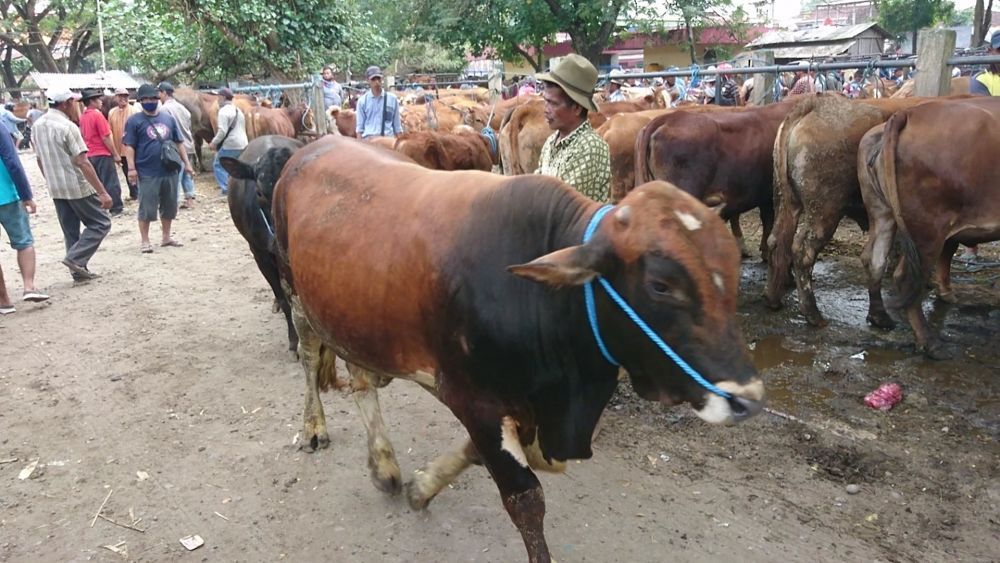 3 Cara Memilih Hewan Qurban untuk Idul Adha yang Benar