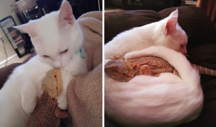 Kocak, Ini 11 Foto Lucu Tali Persahabatan Antara Kucing dan Kadal