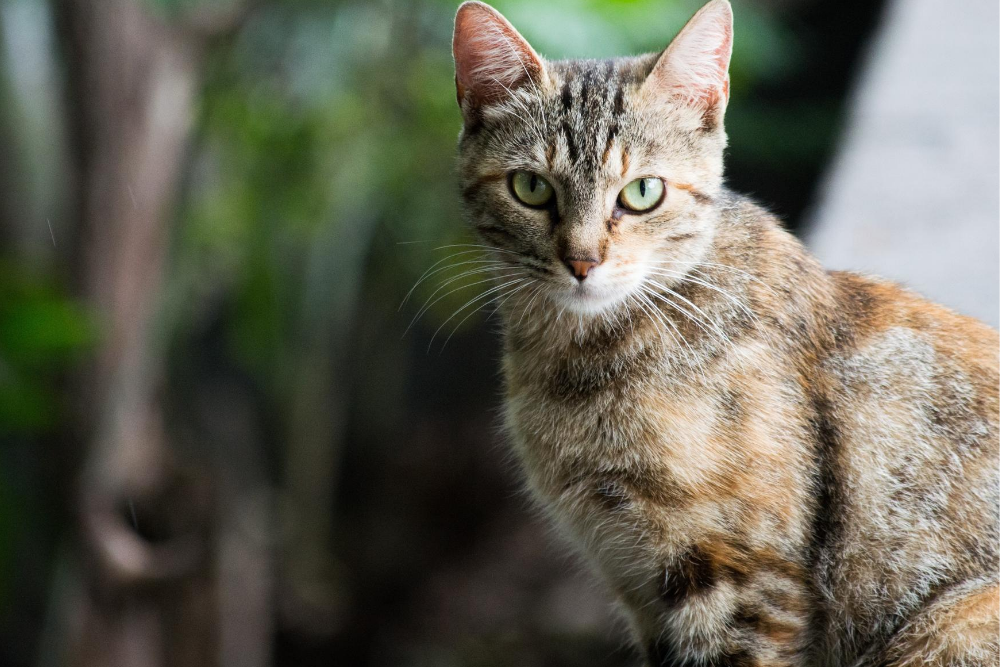 Selain Angora, Ini 12 Jenis Kucing Peliharaan Terfavorit dan Populer