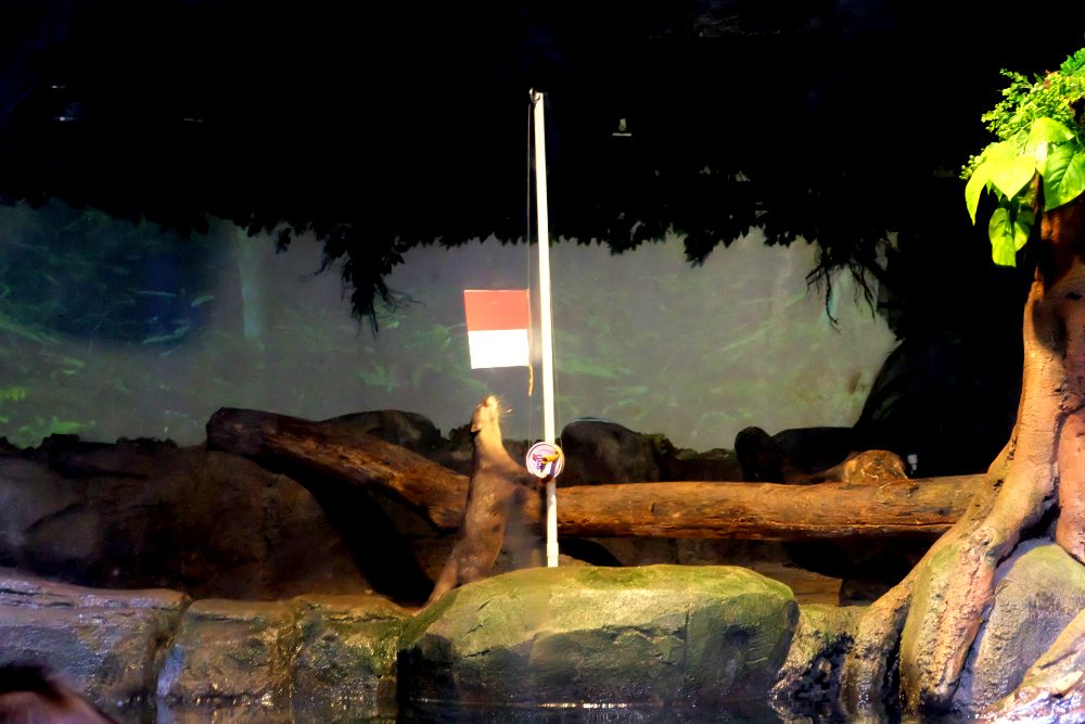 Takjub! Ada Keajaiban Putri Duyung di Jakarta Aquarium
